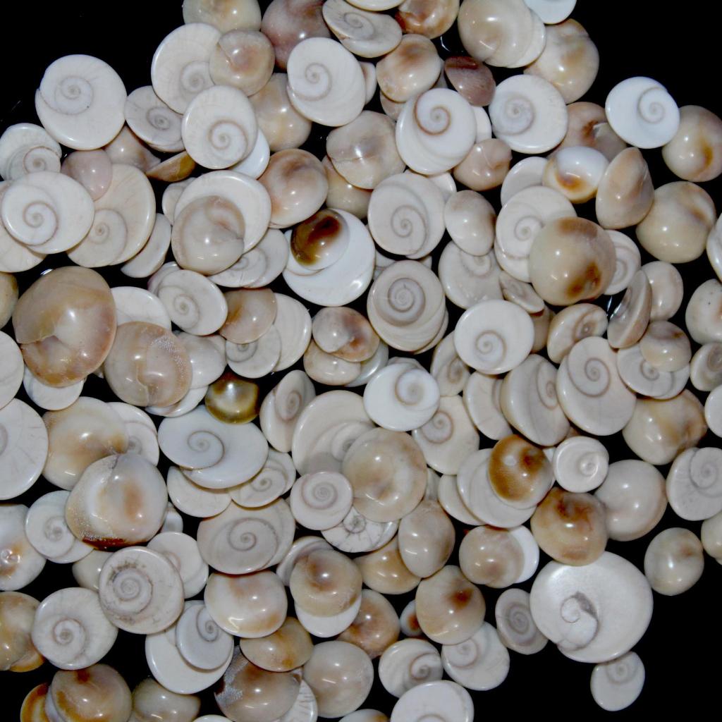 Crystal Mineral | Gemstone Jewelry | Shiva Eye | Shiva Eye Gemstone | Shiva Eye Cabochon | Shiva Eye Jewelry | Shiva Eye Ring | Wholesale