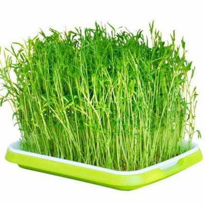 Vasi da vivaio Germogliatore di germogli di soia Verdure 1 Set