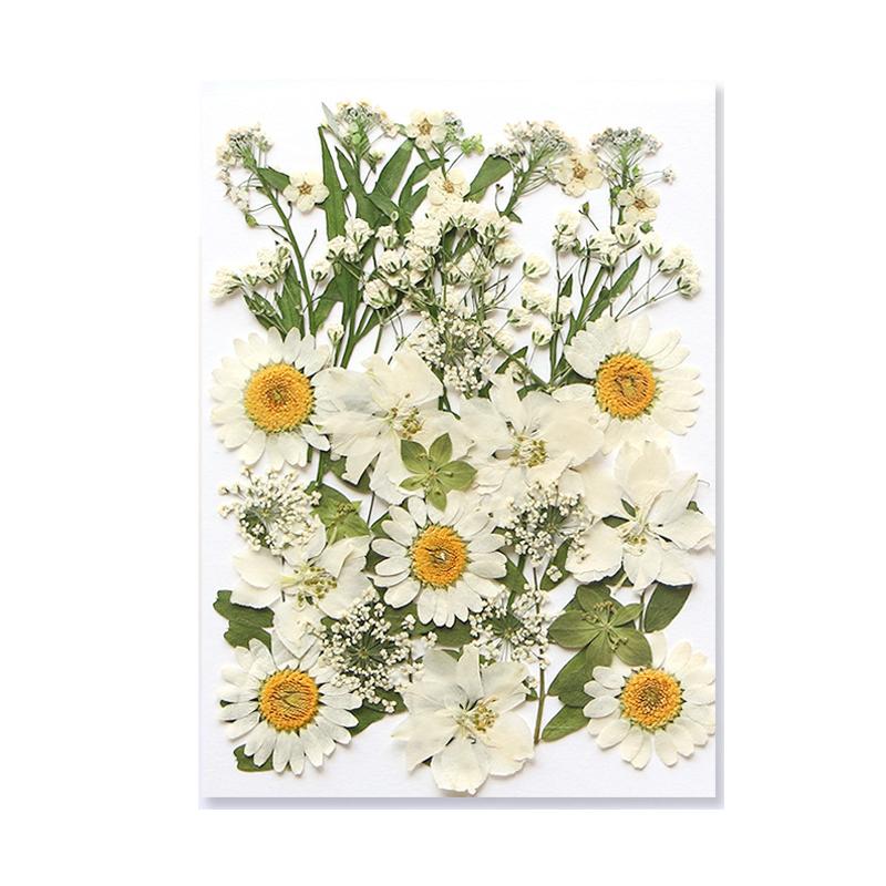 Dried Flowers Real Natural Plant Pressed Flower For Epoxy Resin Filling DIY Keychain Pendant Silicone Mold Jewelry Making Crafts