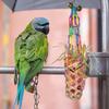 Foraging Toys For Birds 4 Pieces Parakeet Foraging Toy Parrot Supplies Colorful Chew Play Set For Cage Climbing Perches Hangers