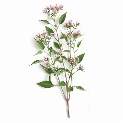 150 semi di Valeriana Officinalis - Permacultura semi-selvatica