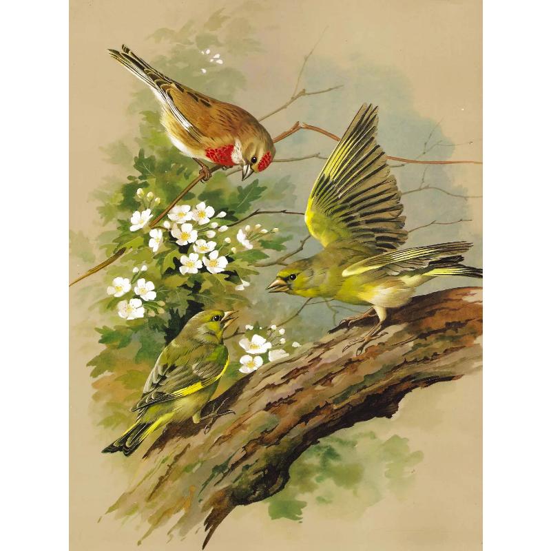Canvas paintings, animals, birds, home decor, gift craftsmanship, living room, bedroom, wall decoration
