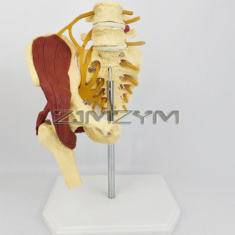 Human Lumbar Girdle Muscle Model Anatomical Model with Pelvic Floor Muscle Lumbar Spine Muscle Medical Teaching Educational Tool