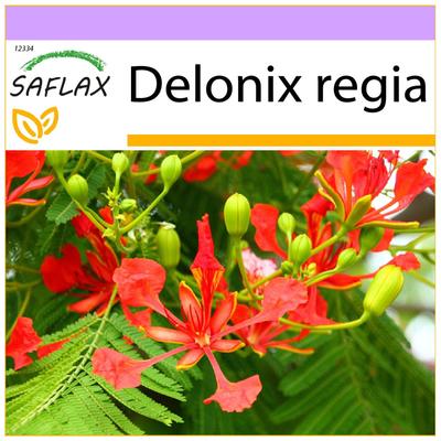 Vlammende boom - 6 zaden - Delonix regia