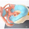 4D Knee Joint Ligament Anatomy Model for Medical Teaching