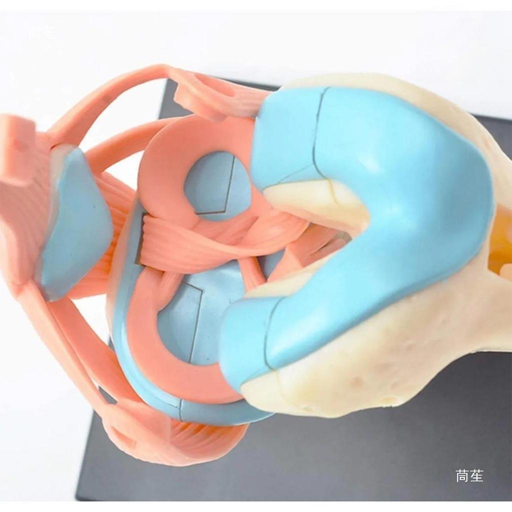 4D Knee Joint Ligament Anatomy Model for Medical Teaching