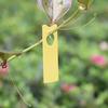 350Pcs Fruit Plant Label Garden Flower Tree Name Tag Marker Garden Supplies