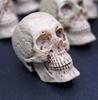 Mini Artificial Skull For Anatomical Scenes Perfect For Home Decor And Gifts