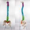 85cm Flexible Human Spine Model