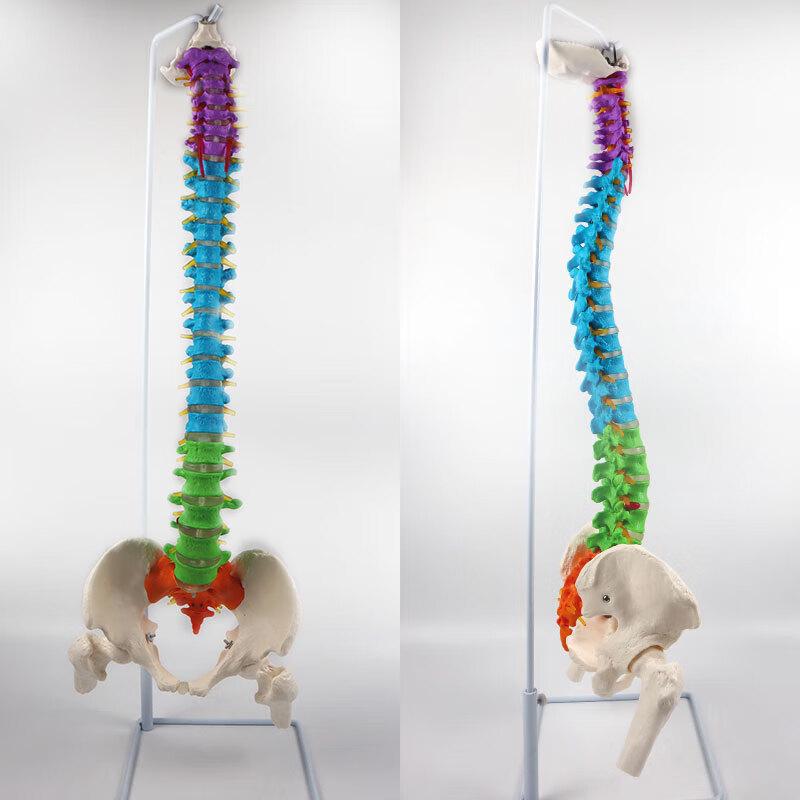 85cm Flexible Human Spine Model