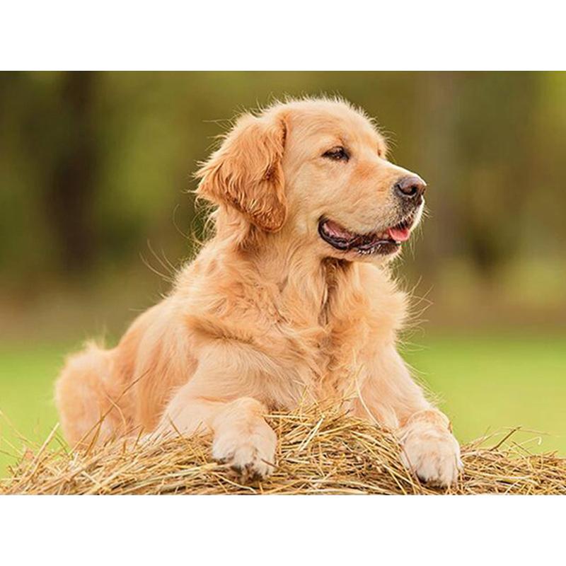 Dog DIY 5D Diamond Painting Dog Full Round Rhinestones Animal Diamond Embroidery Cross Stitch Kit Handmade Gift Home Decor