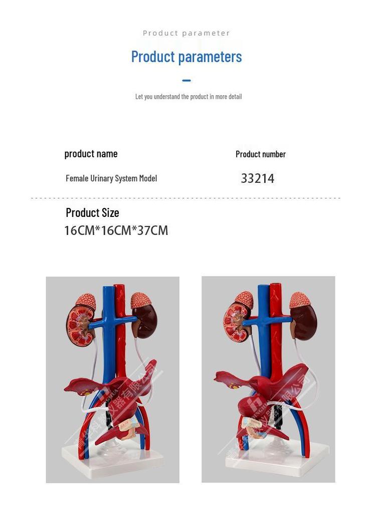 Qinghua Anatomisches Modell des menschlichen Fortpflanzungssystems - Demonstrationsinstrument für Urologie und Harnsystem