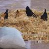 Natural Pet Nest & Feed Hay: Dry Straw for Chickens, Cattle, Sheep, Pigs, Ducks, and Dogs