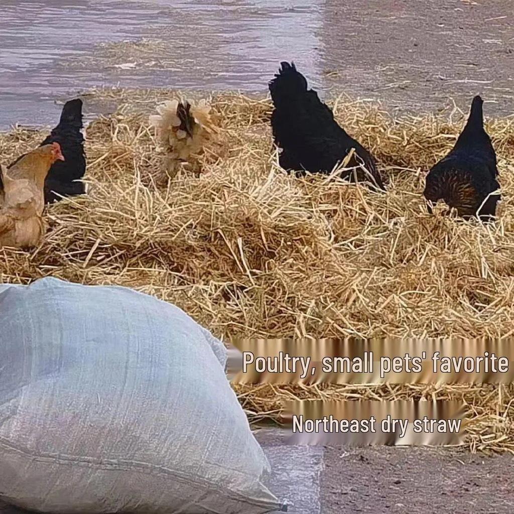 Natural Pet Nest & Feed Hay: Dry Straw for Chickens, Cattle, Sheep, Pigs, Ducks, and Dogs