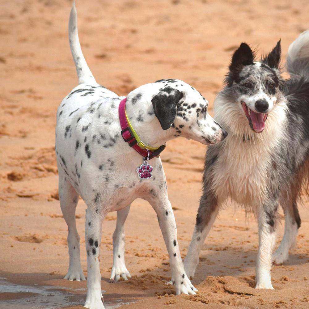 Personalized Dog Cat Tags Anti-Lost Pet Collar Tag Pendant Cats Supplies Pet Glitter Pendant  Cats