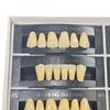 5 Sets/Box Dental Acrylic Resin Teeth 2 Layers Denture 28*1 Full Mouth S/M/L A2 A3 Stability Dentistry Material