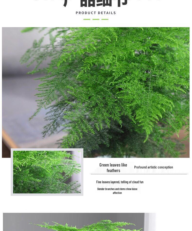 Asparagus Fern Indoor Plant: Air-Purifying, Evergreen, Hydroponic Bonsai for Office or Home
