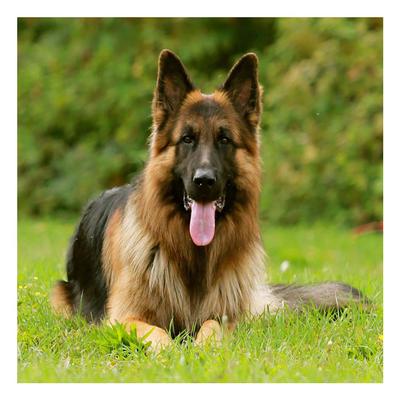 DIY 3D-diamantmaleri Dyr Hundebroderi Cross Craft Stitch Home Decor