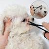 Professional Pet Grooming Scissors Set - Made of Stainless Steel Material, Equipped with Safety Round Head Design, Suitable for Dogs and Cats