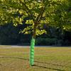 2Pcs Tree Trunk Protector Guard Spiral Design Tube Wraps Effective Tree Protection Anti-bite Sturdy Tree Bark Cover