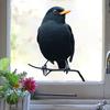 Stor Kråkfönsterdekal Svart Korpfågel på Gren PVC-dekal Återanvändbar Dubbelsidig Statisk Fönsterklistermärke för Vardagsrum Sovrum Glasdörr Fönster