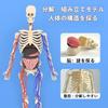 UKYCEORA Whole Body Vascular Model Human Anatomy Model Educational Skeleton Model 32cm with Removable Parts Fully Transparent Educational Toy for Boys