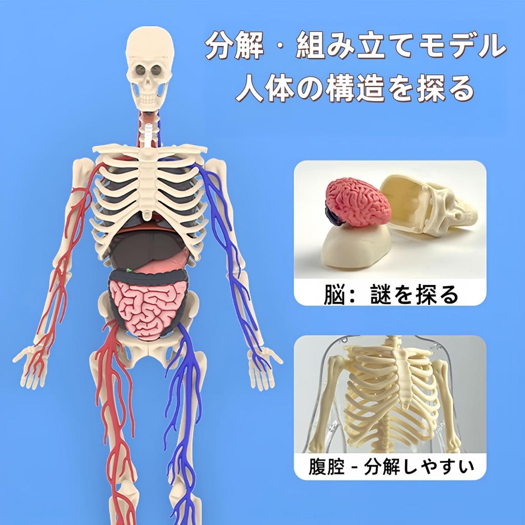 UKYCEORA Whole Body Vascular Model Human Anatomy Model Educational Skeleton Model 32cm with Removable Parts Fully Transparent Educational Toy for Boys