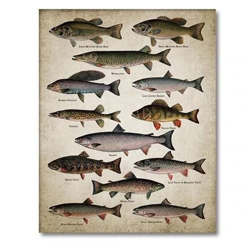 Vintage Breeds Of Fish Print Fishing Angling Freshwater Fish Poster Fisherman Gifts Lake House Wall Art Canvas Painting Decor