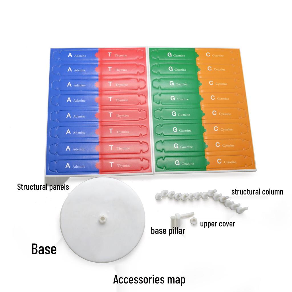 DIY Human DNA Double Helix Model Educational Science Toy