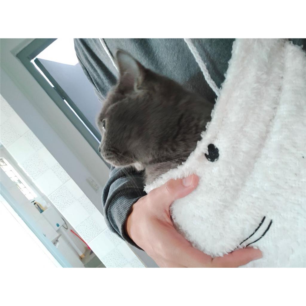 Damenmode Stickerei Kleidung Haustier Große Tasche Katze Ohr Kapuzenpullover