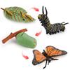 Butterfly Life Cycle Model Pvc Educational Toy For Science Learning