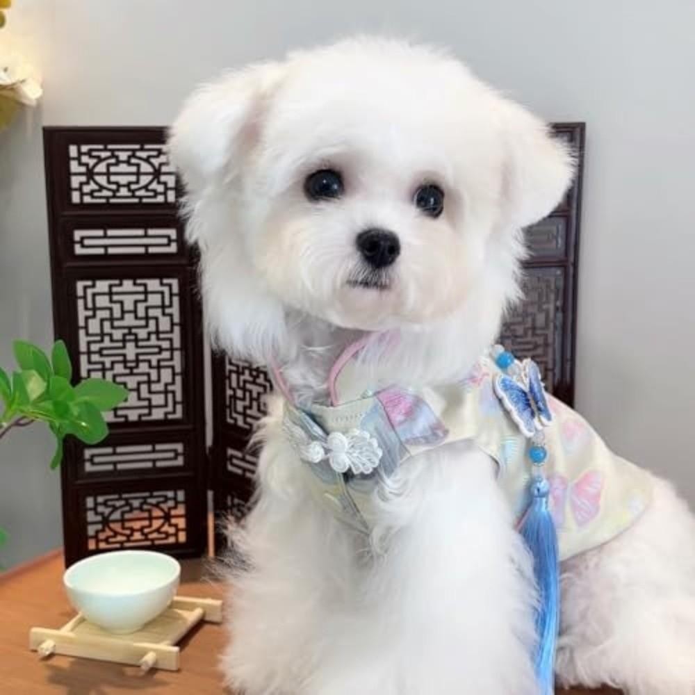 Butterfly Printed Dog Dress with Tassel Knot Anti-Fur Shedding Pet Clothes Thickened Soft Festive Costume Kitten