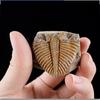 Three-leaf Worm Original Stone Marine Life Stones Crafts Natural Trilobite Tail  Raw Specimen