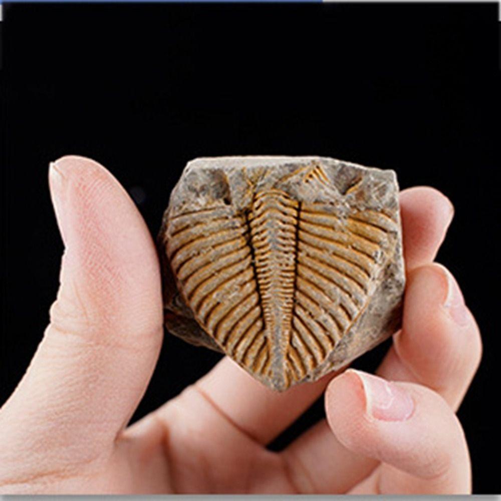 Three-leaf Worm Original Stone Marine Life Stones Crafts Natural Trilobite Tail  Raw Specimen