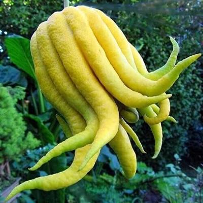 Buddha's Hand Lemon - Citrus Medica Sarcodactylus 10 Fresh Seeds