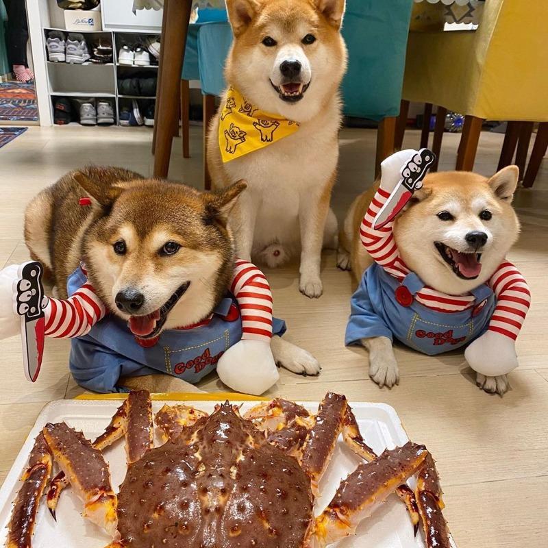 Halloween Kleine und mittelgroße Hunde- und Katzen-Verwandlungskostüme Haustierkleidung Katze- und Hundekleidung Zubehör