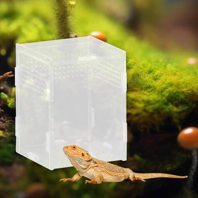 Reptile – Terarii pentru reptile