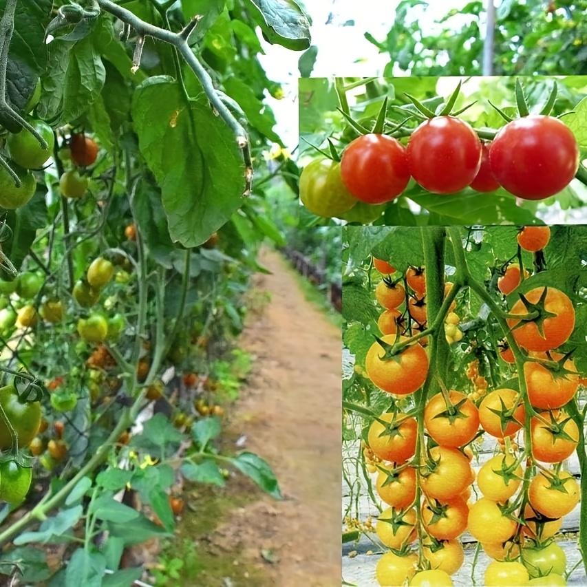2 Stück Hochbelastbares Garten-Ranknetz | Flexibler grüner Stützrahmen für Kletterpflanzen, Gurken, Tomaten & Weintrauben  (90cm x 180cm)