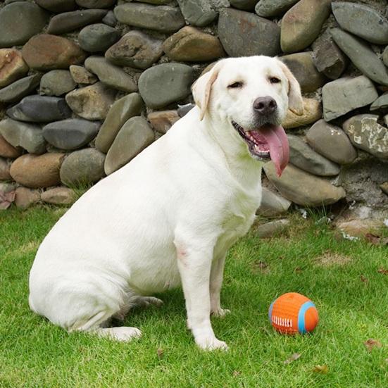 Dogs Rubber Chew Toy Cute Animal Shape Puppy Teething Toy Squeaky Dog Chew Ball with Textured