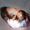 Uncut Rough Multi Color Fluorite 439.65 Ct Natural Loose Gemstone
