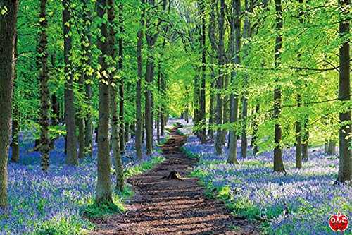 

1000 Piece Jigsaw Puzzle English Bluebell (50x75cm)