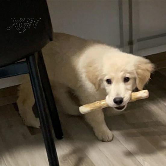 Interaktives Hundespielzeug für drinnen Kaffeoholz Kauspielzeug, Holz Welpen Zahnen Natürlicher Angstlindernder Stick, Zahngesundheit Spielzeug Klein Mittel