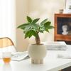 Retro High-Leg Ceramic Flower Pot for Phalaenopsis, Green Radish, and Spider Plant in Cream Style
