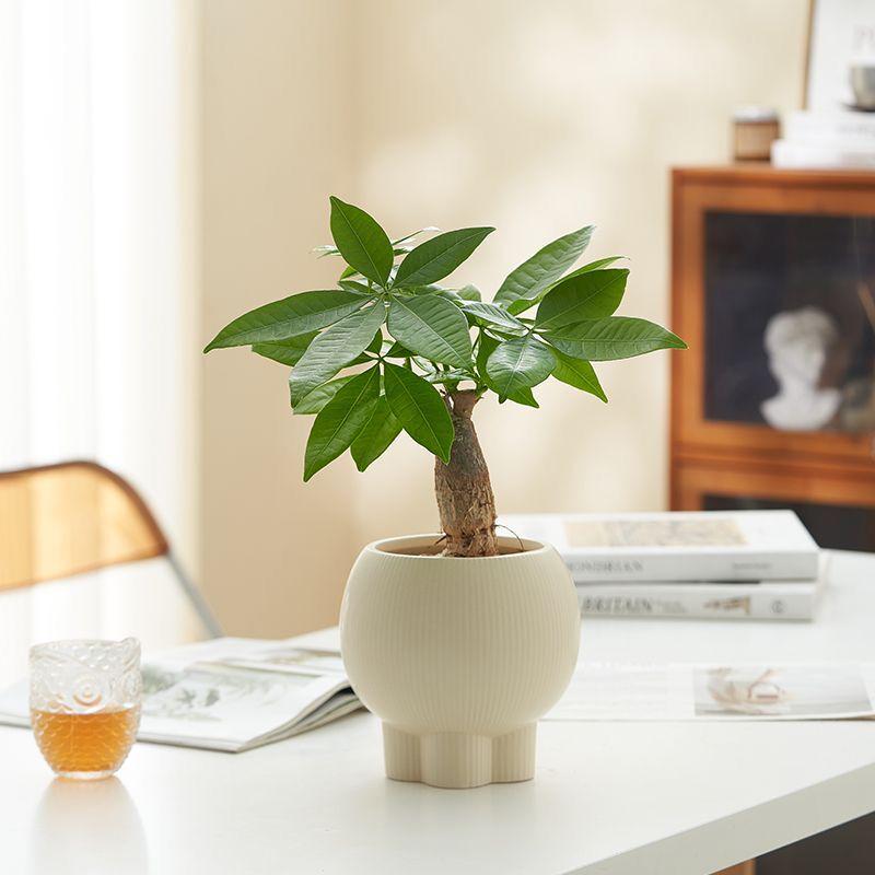 Retro High-Leg Ceramic Flower Pot for Phalaenopsis, Green Radish, and Spider Plant in Cream Style