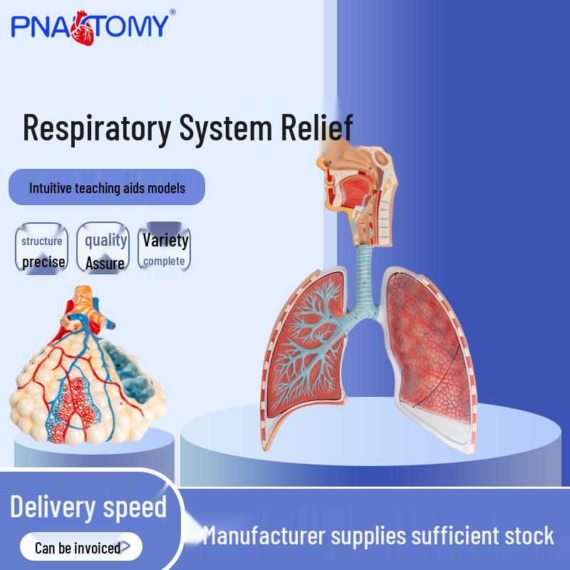 Human Respiratory System 2-Part Anatomical Model for Lung Anatomy Relief 53 x 35 x 6 cm