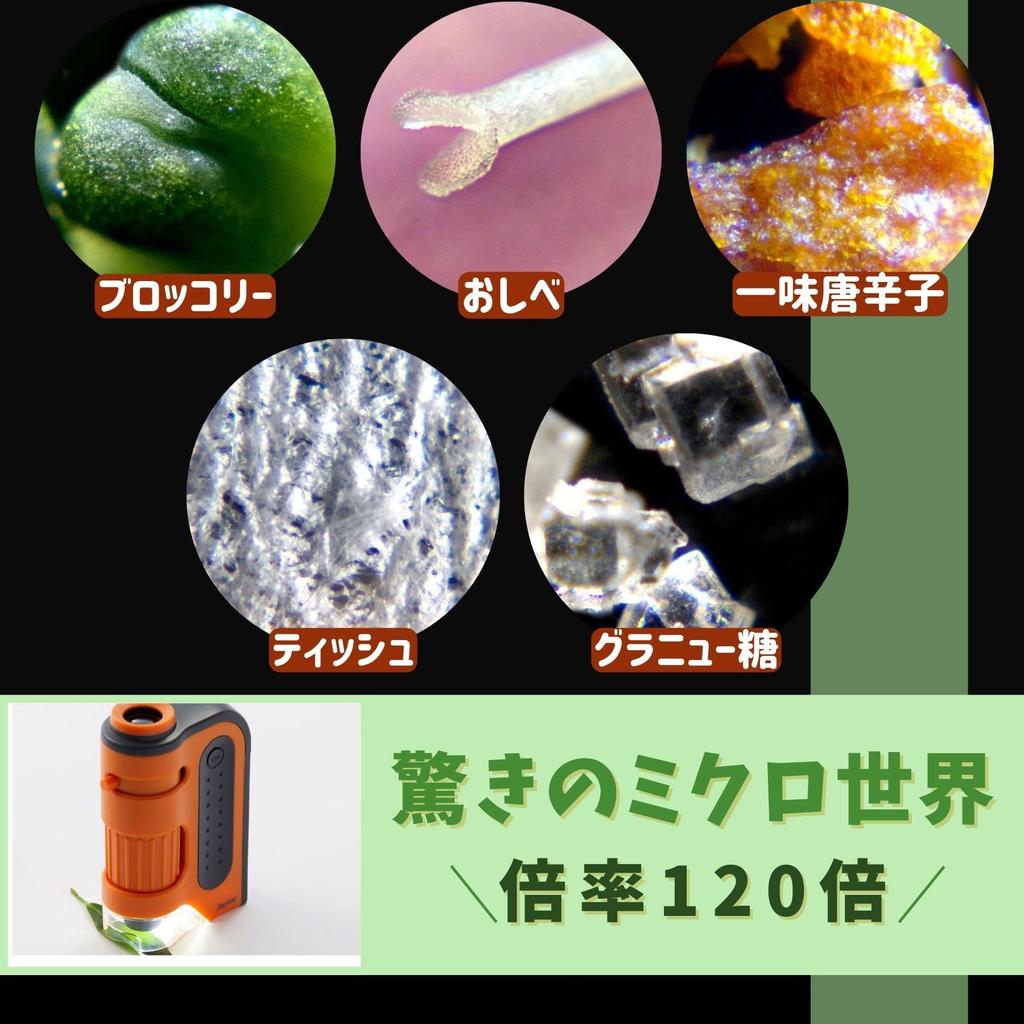 Raymay Fujii Mikroskop Handmikroskop ZOOM Schwarz RXT1143B