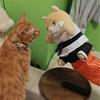 Cartoon Katze Karate Kätzchen Puppe Robuste Polsterung Schützende Unterarmhülle Katzen Ringer Puppe Verschleißfest Interaktiv