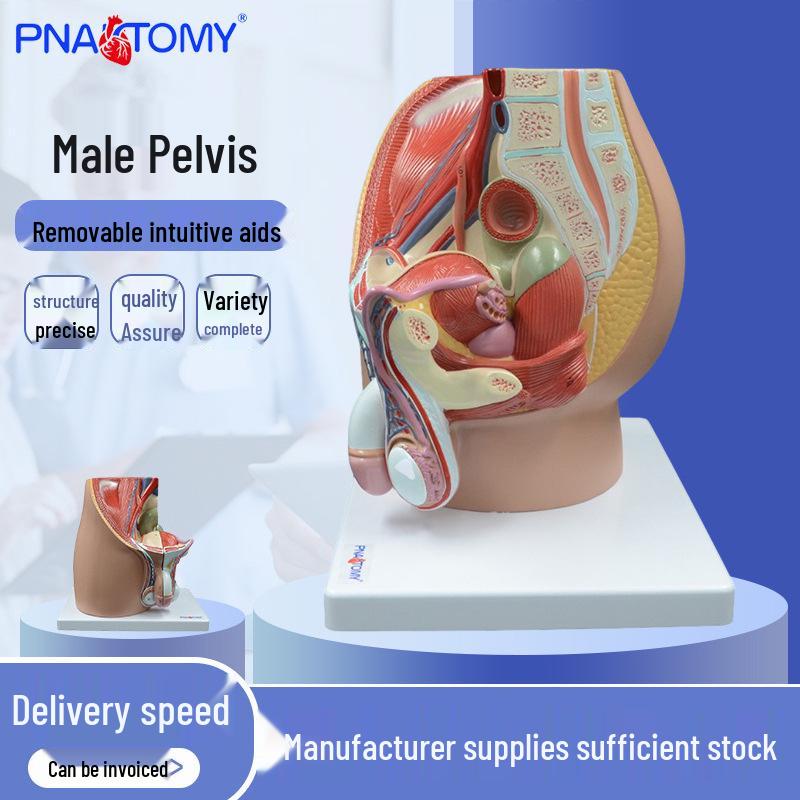 Adult Male Pelvic & Reproductive System Model Medium 27*22*26cm