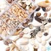 1 Box Sea Shells Spiral Shell Tiny Ocean Spiral Seashells Crafts Aquarium Decoration Landscaping Accessories Photography Props