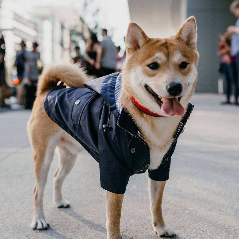 S-5XL Hooded Multi Colors Dog Rain Coat Pet Waterproof Jacket Medium Large Dog Clothing Out Door Clothes